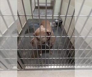 American Pit Bull Terrier Dogs for adoption in Upland, CA, USA