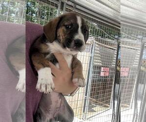 Labrador Retriever-Unknown Mix Dogs for adoption in Yardley, PA, USA