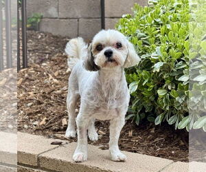Shih Tzu Dogs for adoption in Menifee, CA, USA