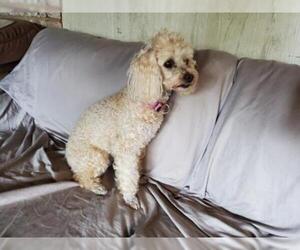Poodle (Miniature) Dogs for adoption in Grantville, PA, USA