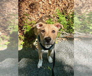 Labrador Retriever-Unknown Mix Dogs for adoption in Jefferson, NJ, USA