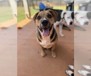 Mutt Dogs for adoption in Greenville, SC, USA