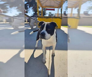 Mutt Dogs for adoption in Downey, CA, USA