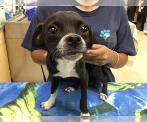 Chihuahua Dogs for adoption in Riverside, CA, USA