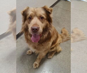 Chow Chow-Retriever Mix Dogs for adoption in St. Louis Park, MN, USA
