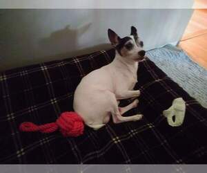 Rat Terrier Dogs for adoption in Plymouth, MN, USA