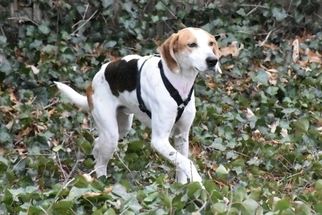 Medium Photo #1 English Foxhound Puppy For Sale in Fairfax, VA, USA