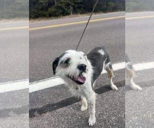 Collie-Unknown Mix Dogs for adoption in Princeton, MN, USA
