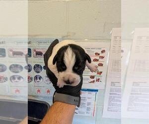 Collie-Unknown Mix Dogs for adoption in Corpus Christi, TX, USA