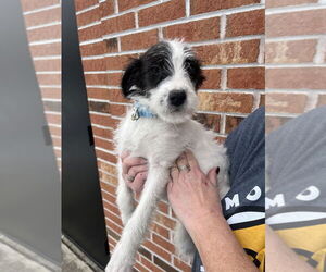 Mutt Dogs for adoption in Candler, NC, USA