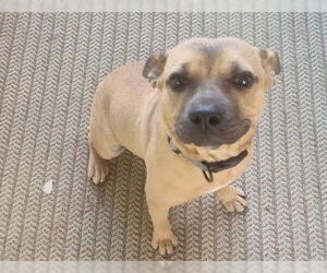 American Pit Bull Terrier-Unknown Mix Dogs for adoption in Las Vegas, NV, USA