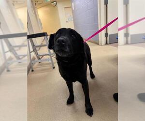 Labrador Retriever Dogs for adoption in Ogden, UT, USA