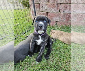 German Shepherd Dog-Unknown Mix Dogs for adoption in Raleigh, NC, USA