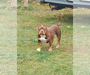 American Bulldog Dogs for adoption in Brights Grove, Ontario, Canada