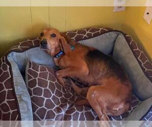 Treeing Walker Coonhound-Unknown Mix Dogs for adoption in Sanderson, FL, USA