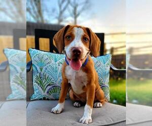 Black and Tan Coonhound-Labrador Retriever-Unknown Mix Dogs for adoption in Marrero, LA, USA