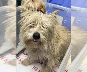 Maltese Dogs for adoption in Woodland, CA, USA