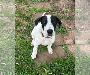Great Pyrenees-Unknown Mix Dogs for adoption in Cliffwood, NJ, USA