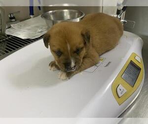 American Pit Bull Terrier-Unknown Mix Dogs for adoption in Visalia, CA, USA