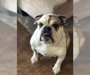Bulldog Dogs for adoption in St. George, UT, USA