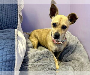 Chihuahua-Unknown Mix Dogs for adoption in Santa Cruz, CA, USA