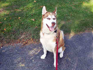 Small Siberian Husky