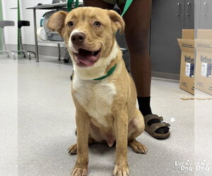 Mutt Dogs for adoption in Washington, DC, USA