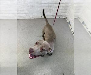 American Pit Bull Terrier Dogs for adoption in San Bernardino, CA, USA