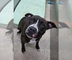 American Pit Bull Terrier-Unknown Mix Dogs for adoption in Martinsburg, WV, USA