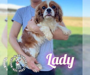 Cavalier King Charles Spaniel Dogs for adoption in Omaha, NE, USA