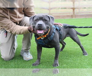 American Pit Bull Terrier Dogs for adoption in Chestertown, MD, USA