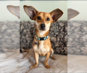 Chiweenie Dogs for adoption in Cranston, RI, USA