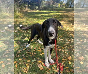 Mutt Dogs for adoption in Rockaway, NJ, USA