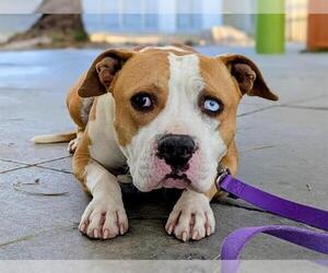 American Pit Bull Terrier-Unknown Mix Dogs for adoption in Las Vegas, NV, USA