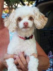 Poodle (Toy) Dogs for adoption in danville, CA, USA