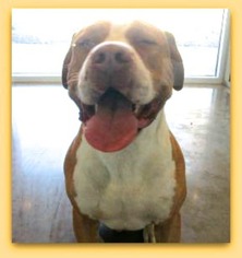 American Bulldog Dogs for adoption in Pampa, TX, USA