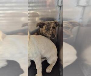 Mutt Dogs for adoption in San Antonio, TX, USA