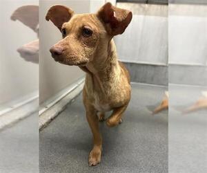 Chihuahua-Unknown Mix Dogs for adoption in San Antonio, TX, USA