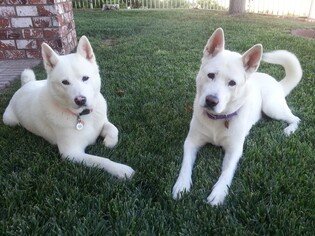 Akita Dogs for adoption in Golden Valley, AZ, USA