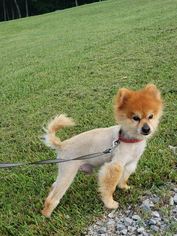 Pomeranian Dogs for adoption in Wilmington, DE, USA
