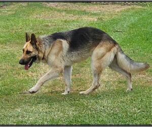 German Shepherd Dog Dogs for adoption in Pasadena, TX, USA