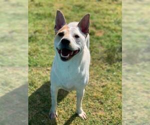 Mutt Dogs for adoption in Riverside, CA, USA