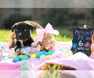 Great Dane-Unknown Mix Dogs for adoption in Bullard, TX, USA