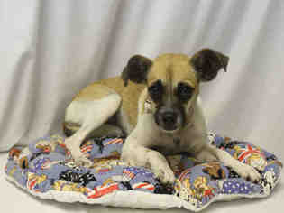 Chihuahua Dogs for adoption in Globe, AZ, USA