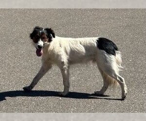 Border Collie-Unknown Mix Dogs for adoption in Lodi, CA, USA
