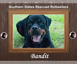 Rottweiler Dogs for adoption in White Hall, AR, USA