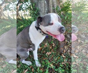 Staffordshire Bull Terrier Dogs for adoption in Sarasota, FL, USA