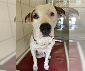 American Pit Bull Terrier Dogs for adoption in Corpus Christi, TX, USA