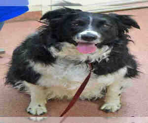 Border Collie Dogs for adoption in Ogden, UT, USA