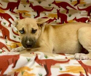 Siberian Husky-Unknown Mix Dogs for adoption in HESPERIA, CA, USA